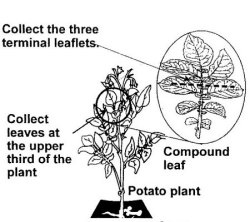 Diagram 2: How to sample leaves for virus testing