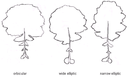 Types of petiolate leaves: orbicular, wide elliptic, narrow elliptic