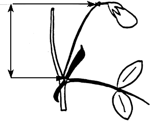 Diagramme - longueur du pédoncule.