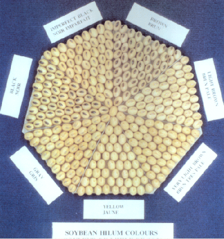 Photographe - Tableau de couleur du hile