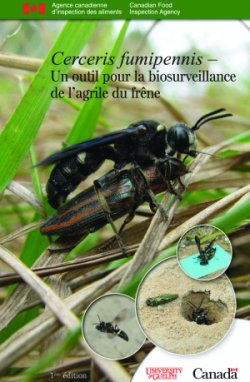 Image - Cerceris fumipennis - Un outil pour la biosurveillance de l’agrile du frêne