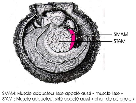 MUSCLE ADDUCTEUR AU PÉTONCLES