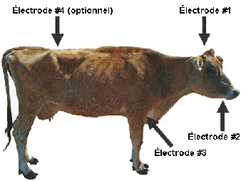 Points de repère pour l'assommage électrique