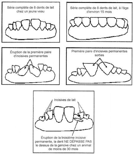 Illustration de la dentition des bovins de moins de 30 mois