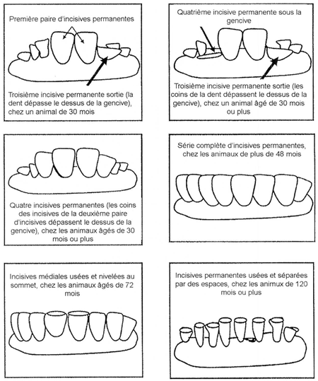 Illustration de la dentition des bovins âgés de 30 mois ou plus