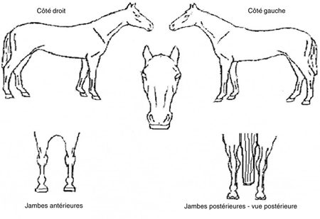 Cette graphique, montrant un cheval de différentes positions, vu du côté droit, du côté gauche, de la face, des jambes antérieures et des jambes postérieures-vue postérieure.