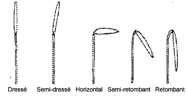 Ce diagramme montre le port de l'épi - Dressé, Semi-dressé, Horizontal, Semi-retombant, Retombant