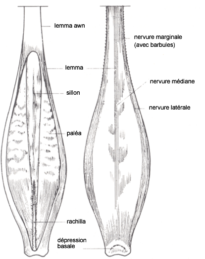 Diagramme du grain d'orge