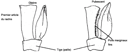 Diagramme de la Pubescence marginale du rachis