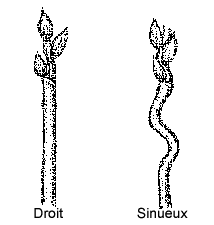 Ce diagramme montre la forme du col de l'épi - Droit, Sinueux
