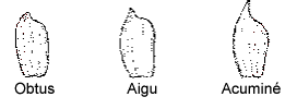 Ce diagramme montre la forme du bec de la glume - Obtus, Aigu, Acuminé