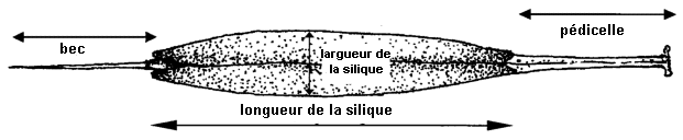 Parties du silique : longueur et largeur, longueur du bec, longueur du pédicelle