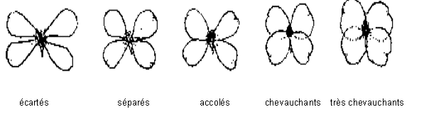 Types d'espacement des pétales dans les fleurs : écartés, séparés, accolés, chevauchants, très chevauchants