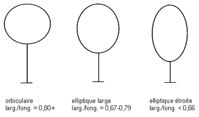 Cette image montre une forme orbiculaire avec un largeur/longueur de 0,80+, une forme elliptique large avec un largeur/longueur de 0,67 à 0.79, et une forme elliptique étroite avec un largeur/longueur de moins de 0,66 