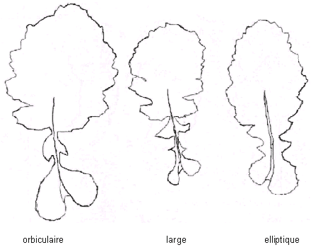 Types de feuilles pétiolées : orbiculaire, large, elliptique