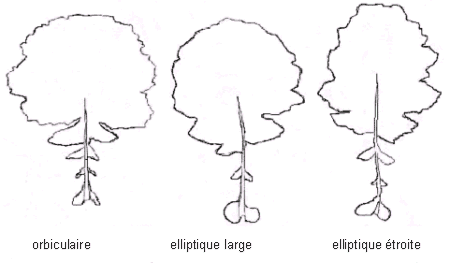 Types de feuilles lyrées : orbiculaire, elliptique large, elliptique étroite