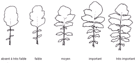 Types de feuilles en développement des lobes : absent à très faible, faible, moyen, important, très important