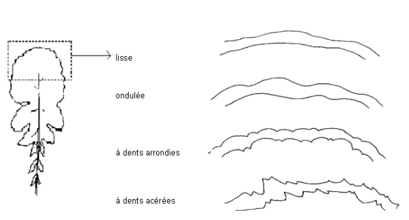 Types de feuilles, forme de la marge : lisse, ondulée, à dents arronides, à dents acérées