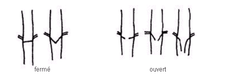 Image comparant la Inflorescence des graminées - forme du collet du rachis du côté opposé aux ramifications latérales inférieures (lorsque complètement épanoui) - de gauche à droite sont fermé et ouvert.