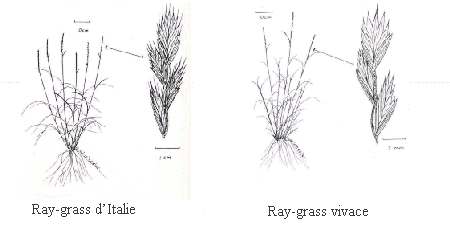 Ray-grass