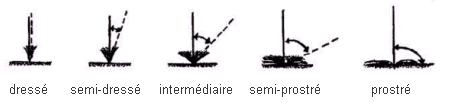 Image comparant la Port des graminées - de gauche à droite sont dressé, semi-dressé, intermédiaire, semi-prostré, prostré.