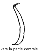 Forme de la courbure de la gousse - vers la partie centrale