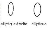 Forme de la graine - elliptique étroite, elliptique
