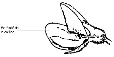 Diagramme - Couleur de la carène de la fleur