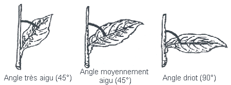 Image - Angle d'insertion des feuilles - de gauche à droite : Angle très aigu (<45°), Angle moyennement aigu (45°), Angle droit (90°)