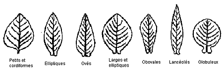 Image - Forme des limbes des feuilles - de gauche à droite : Petits et cordiformes, Elliptiques, Ovés, Larges et elliptiques, Obovales, Lancéolés, Globuleux