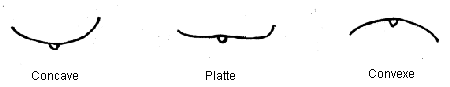 Image - Forme des feuilles en section transversale - de gauche à droite : Concave, Platte, Convexe