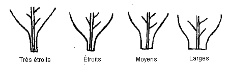 Image - Largeur des limbes à la base des feuilles - de gauche à droite : Très, étroits, Étroits, Moyens, Larges