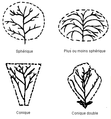 Image - Forme de l'inflorescence - de gauche à droite : Sphérique, Plus ou moins sphérique, Conique, Conique double