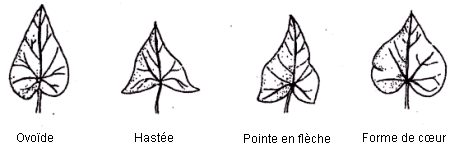 Image - Forme des feuilles - de gauche à droite : Ovoïde, Hastée, Pointe en flèche, Forme de coeur