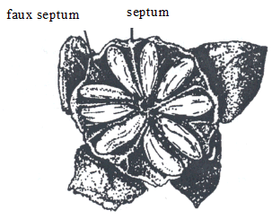 Image - Ciliation des faux septums dans les capsules
