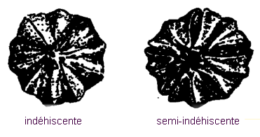 Image - Déhiscence des capsules - gauche : indéhiscente, droite : semi-indéhiscente