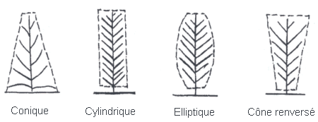 Image - Forme du plant de tabac - de gauche à droite : Conique, Cylindrique, Elliptique, Cône renversé