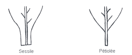 Image - Type de feuille - gauche : Sessile, droite : Pétiolée