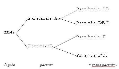 Méthode du dendrogramme ou de l'arbre généalogique
