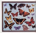 Page tirée du livre CREATURES: AN ALPHABET FOR ADULTS AND WORLDLY CHILDREN, avec une illustration représentant des papillons