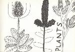 Page tirée du livre ALPHABET BOOK, avec une illustration représentant des plantes